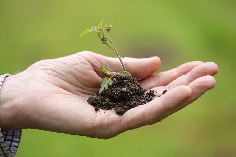 Seasonal Planting Tips