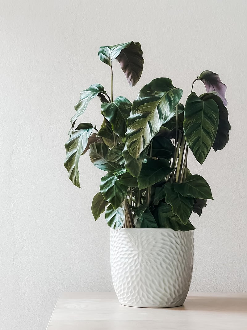 Vertical Garden