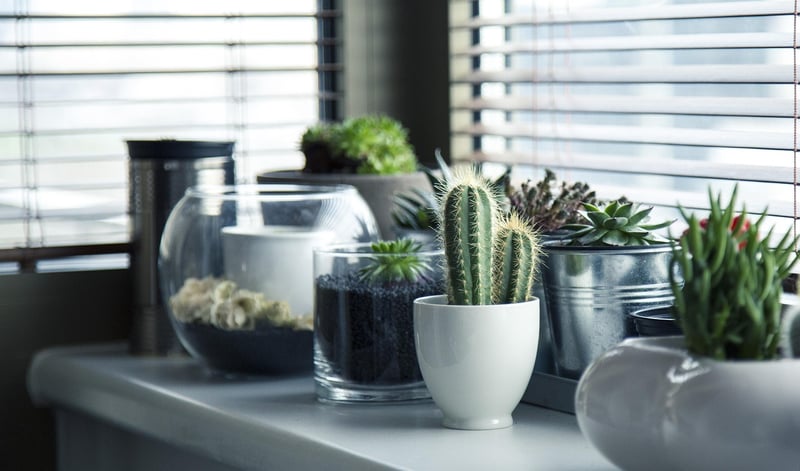 Indoor Vertical Garden